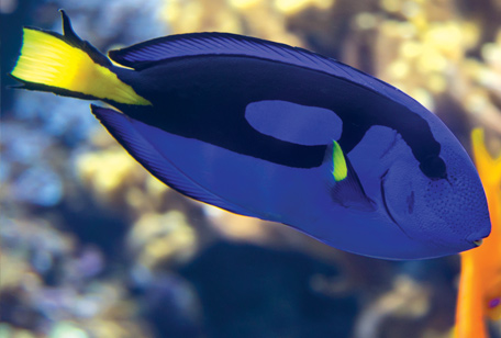 Blue Tang