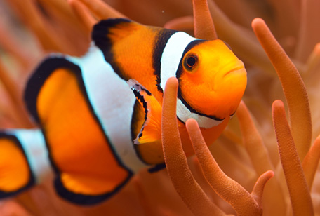 Clown Fish