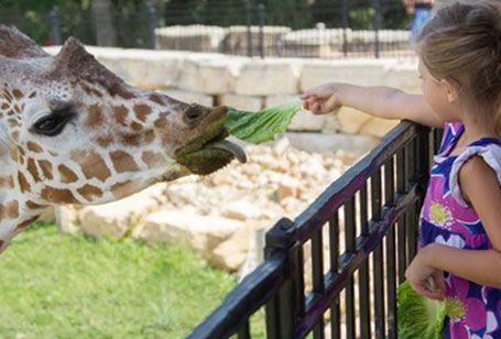 Giraffe Feeding