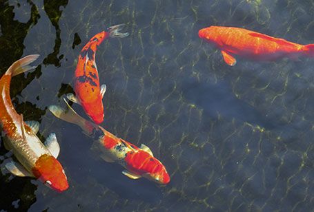 Koi Pond Feeding