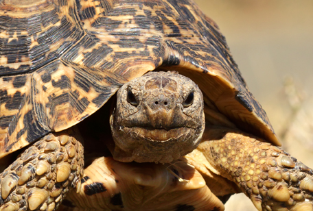 Leopard Tortoise