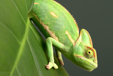 Veiled Chameleon - Niabi Zoo