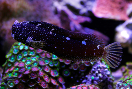 Starry Blenny