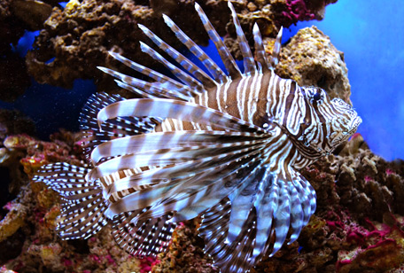 Volitan Lion fish