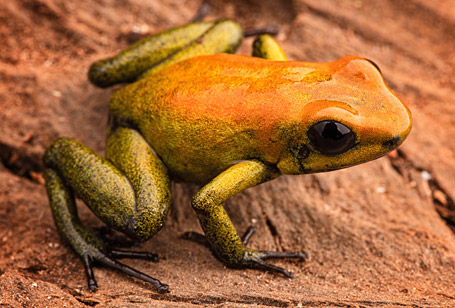 Bi-colored Poison Dart Frog - Niabi Zoo