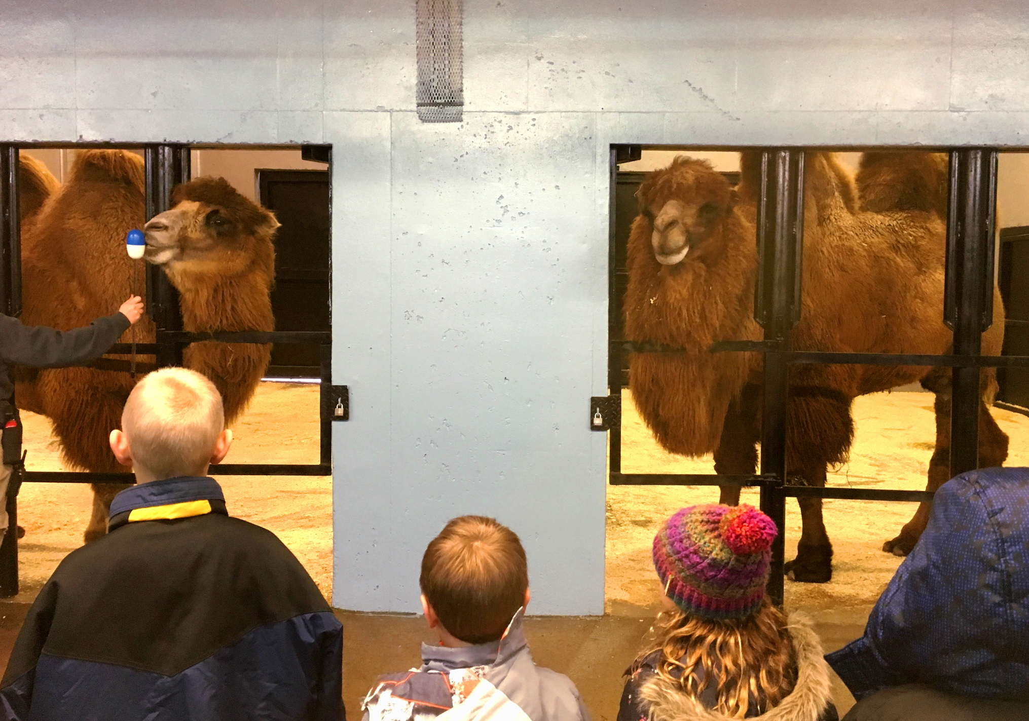 bactrian-camel-bts-camels-w-kids