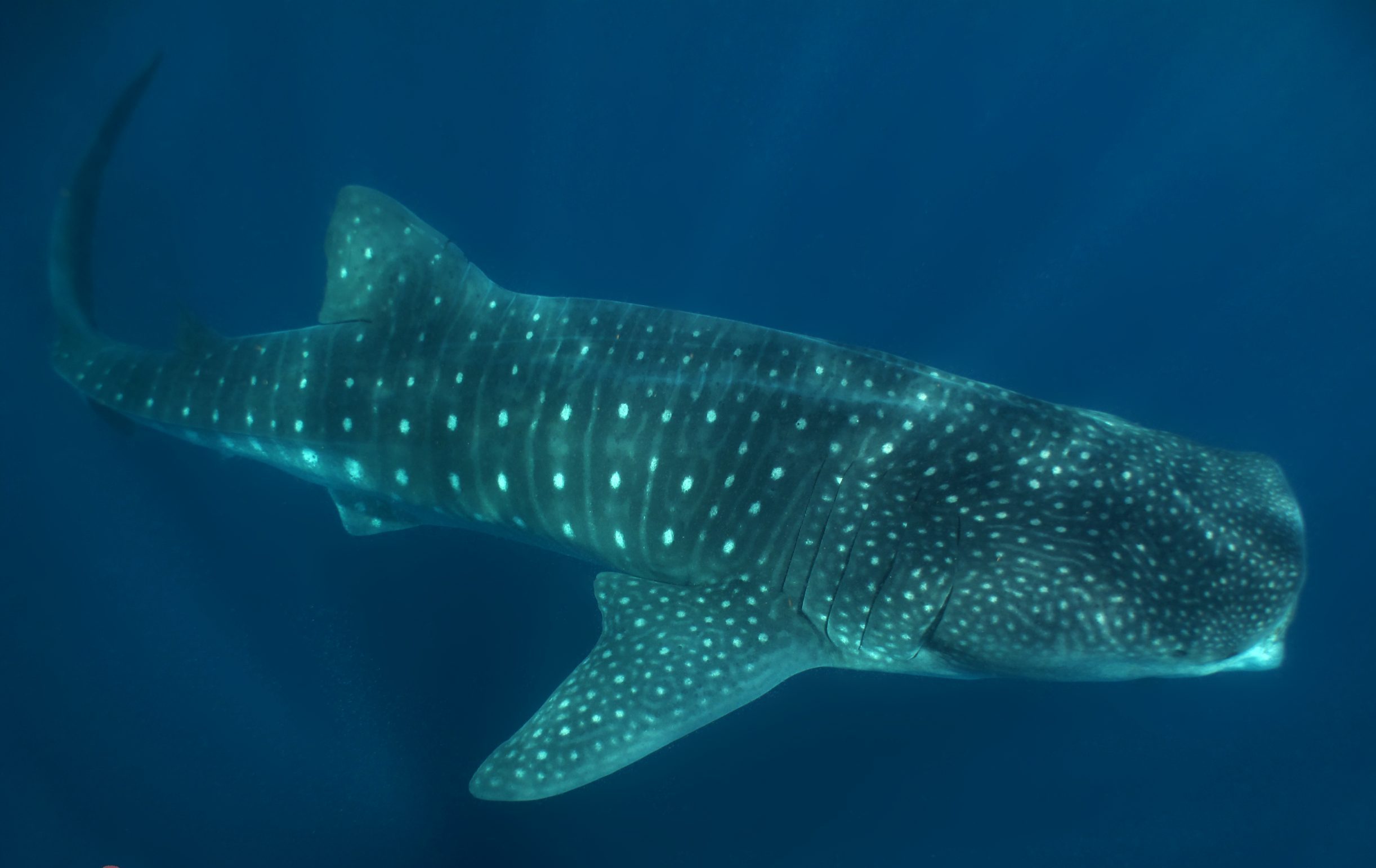 whale-shark-full-body