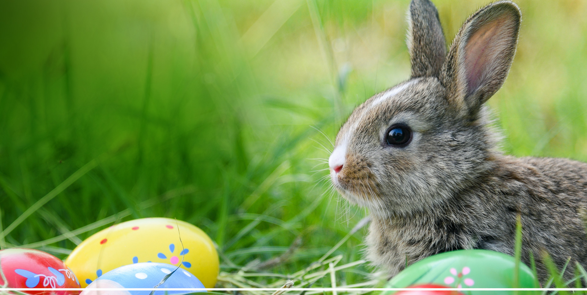 Egg Hunt
