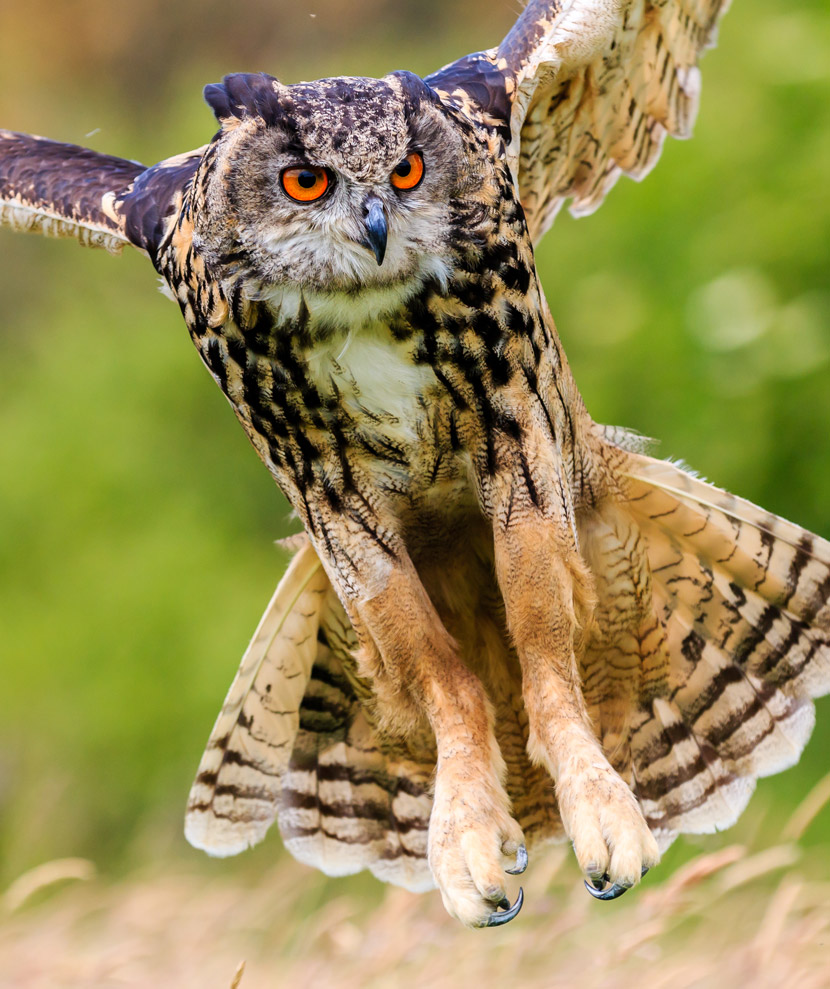 Eurasian Eagle-owl