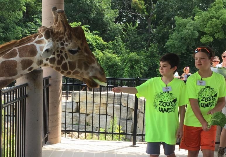 zoo-camp-giraffe-feed