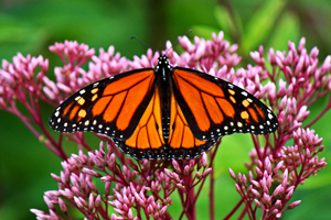 monarch-butterfly-wings-out-300x200px