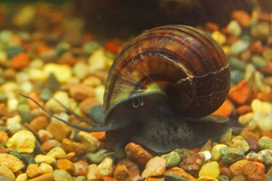 mystery-snail-300x200px