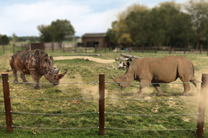 rhino_exhibit-render