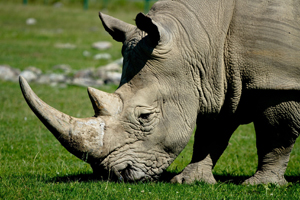 white-rhino-grazing-300x200px