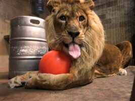 Animal Enrichment