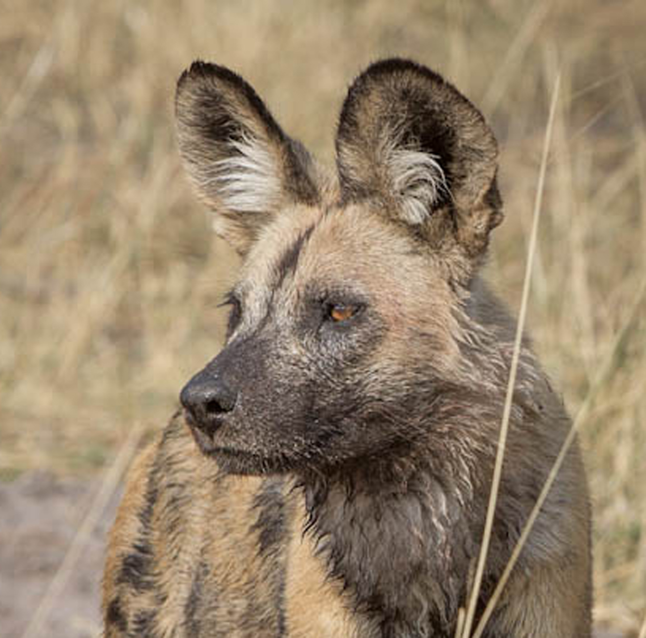 painted-dog-head
