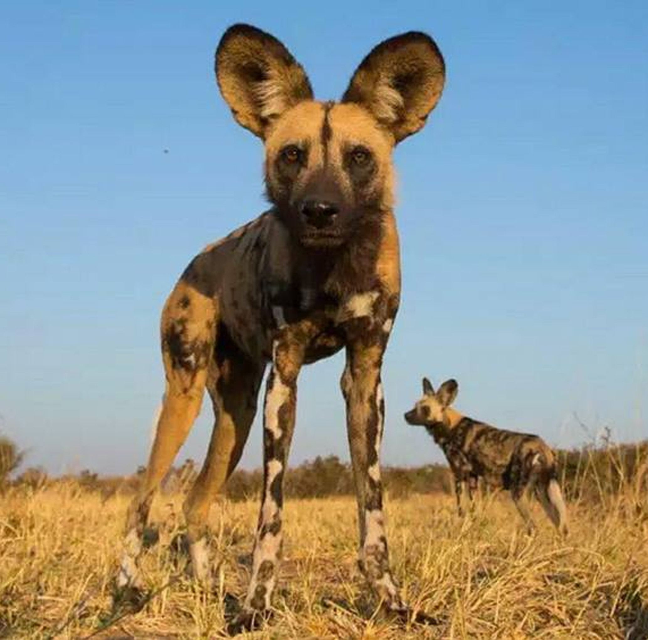 painted-dogs-2067x2041