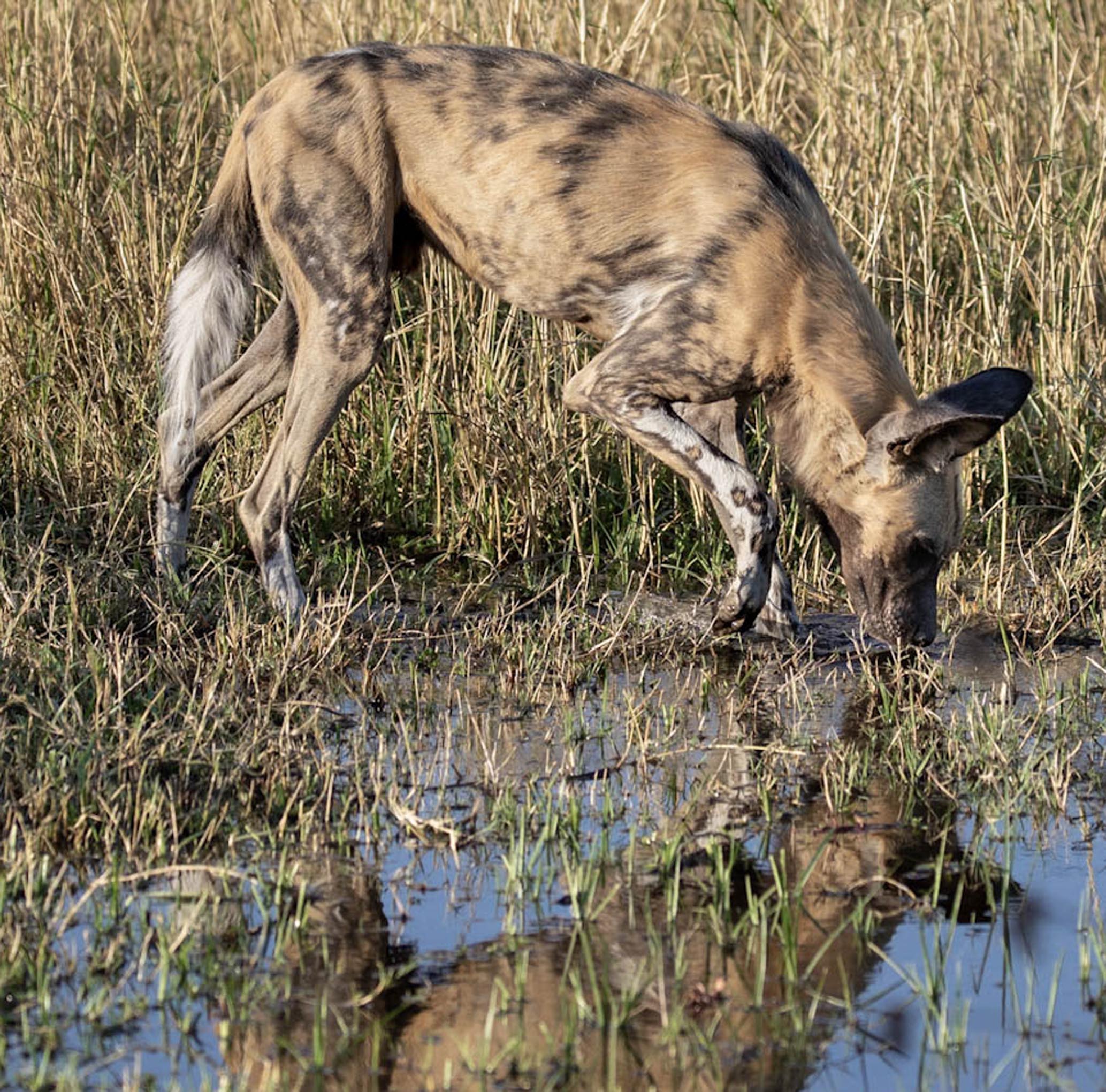 painted-dog-steps-in-water-2067x2041