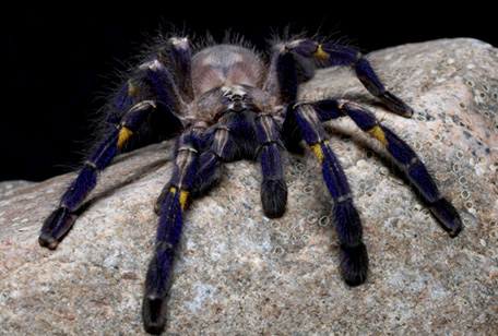 Gooty Sapphire Tarantula