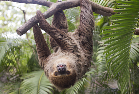 Linne’s two-toed Sloth