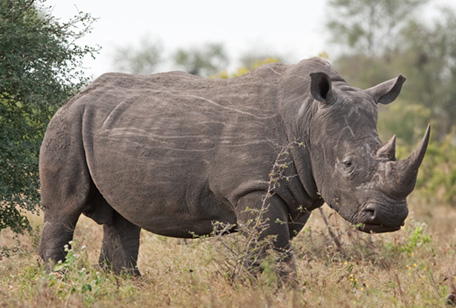 Southern White Rhino