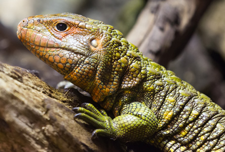 Northern Caiman Lizard