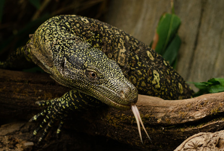 Crocodile Monitor