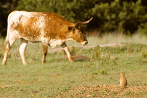 cattle-with-prairie-dog-300x200