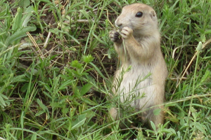 prairie-dog-eats-grass-300x200