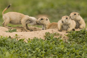 prairie-dog-family