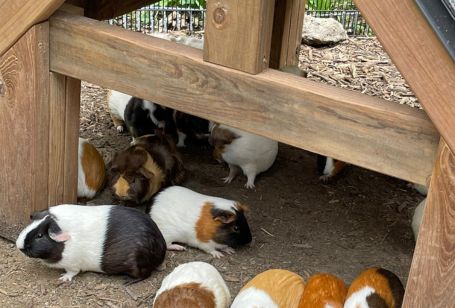 Guinea Pig Experience