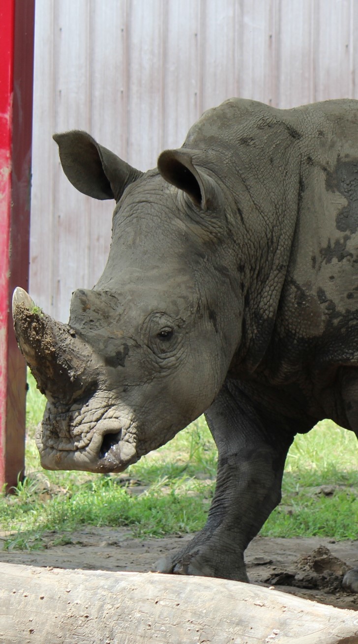 Brunch with the Rhino & World Rhino Day - Niabi Zoo