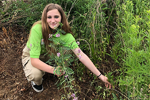 youth-pulling-crowned-vetch