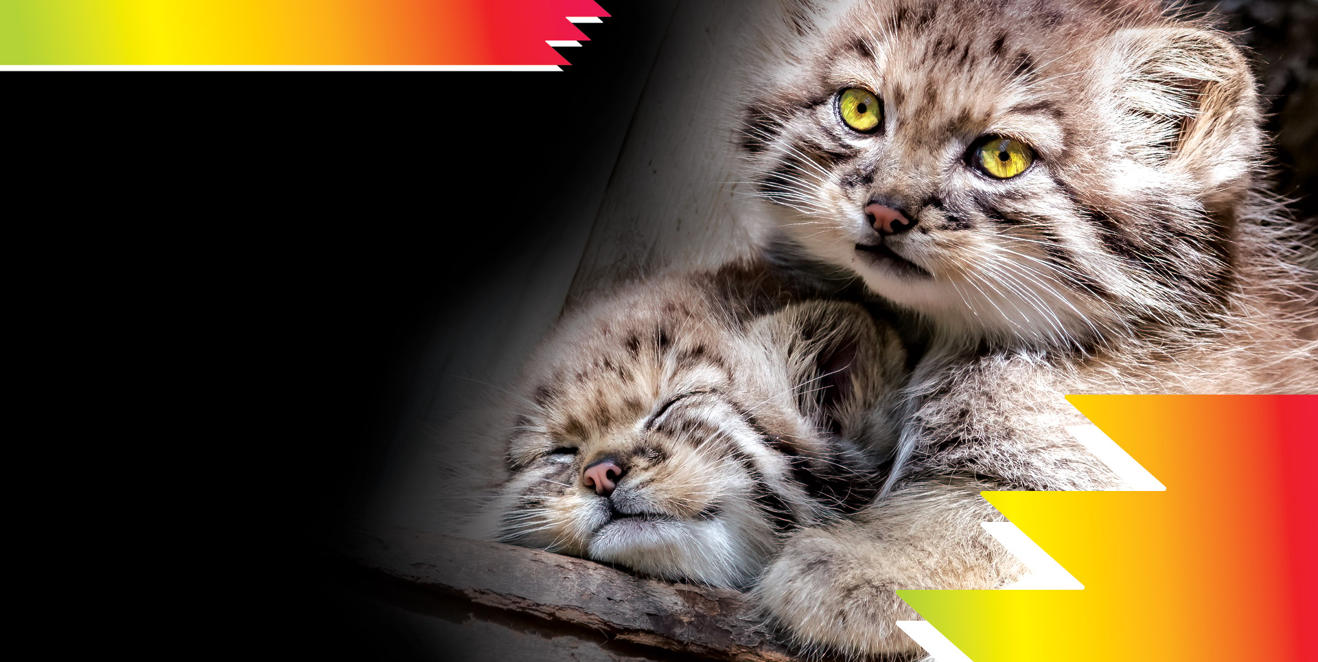 Pallas's Cat Kittens
