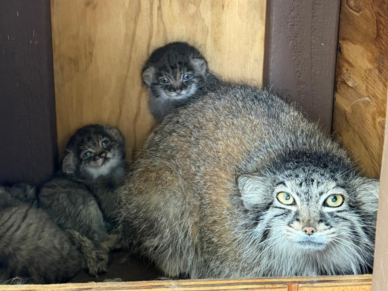 Pallas's Cat kittens