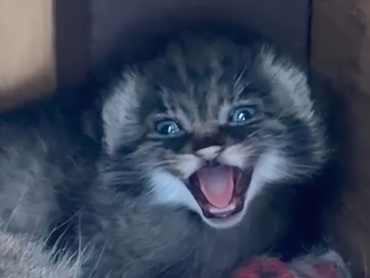 Pallas's Cat kitten hissing