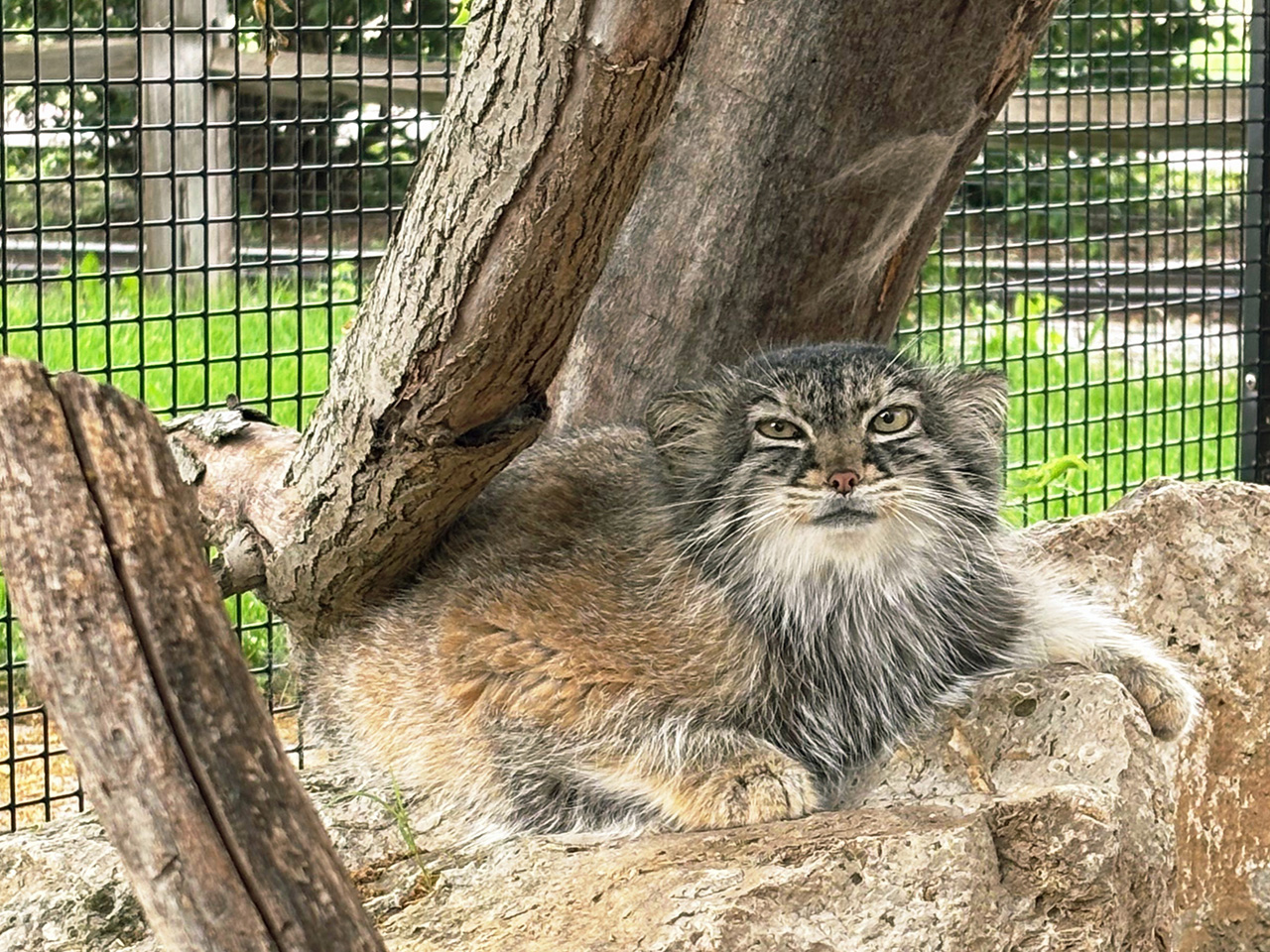 Pallas's Cat