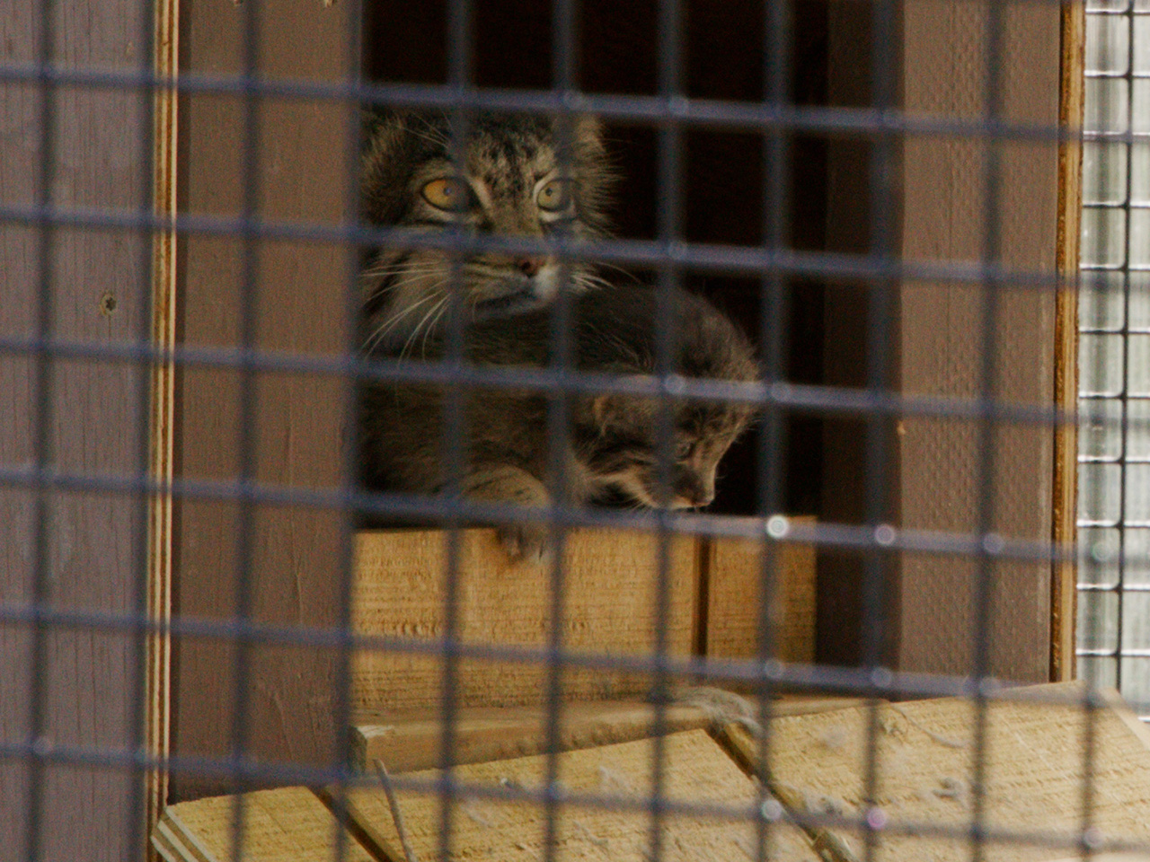 Pallas's Cat with kitten