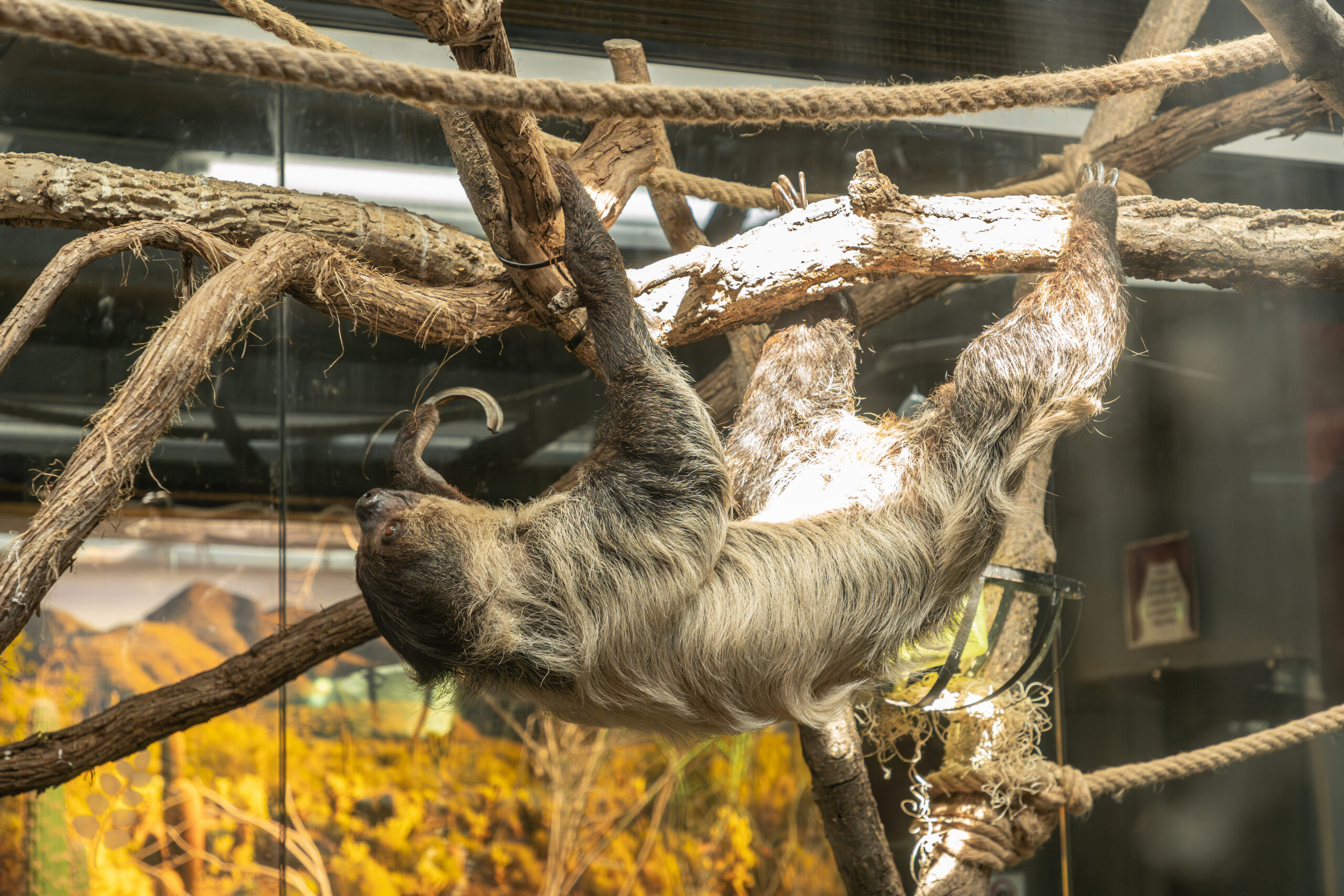 sloth-images-1